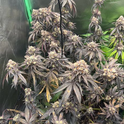 Permanent Marker growlog timeline photo