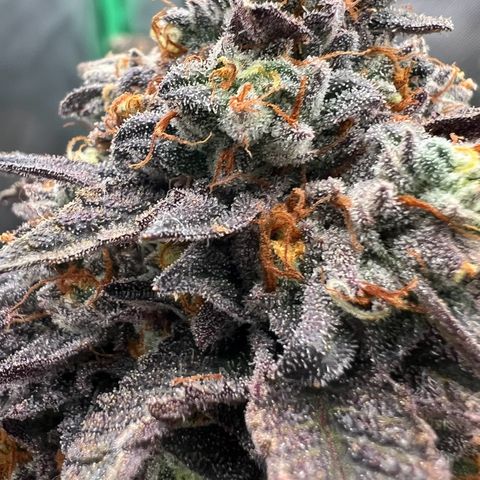 Permanent Marker growlog timeline photo