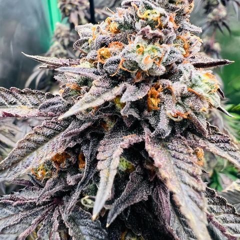 Permanent Marker growlog timeline photo