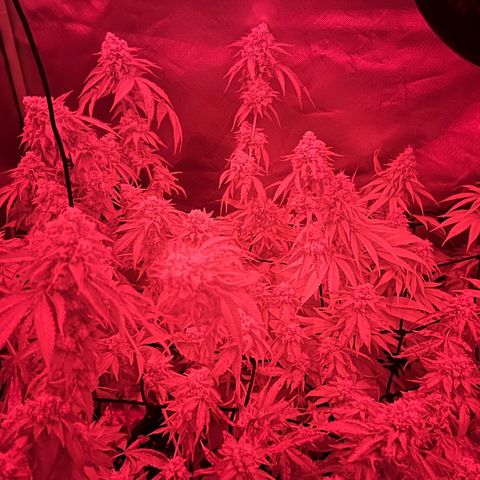 Permanent Marker growlog timeline photo