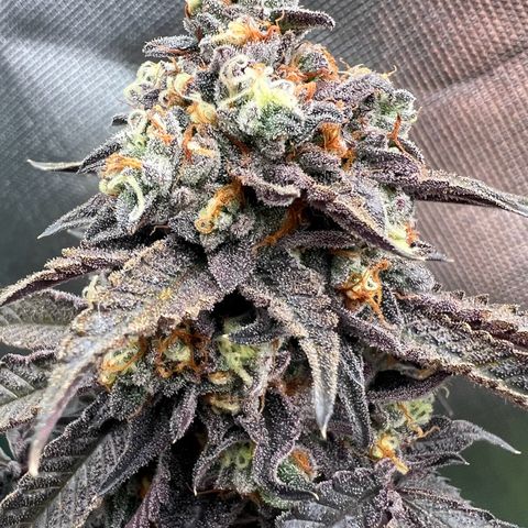 Permanent Marker growlog timeline photo
