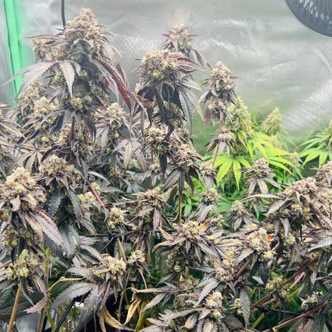 Permanent Marker growlog timeline photo