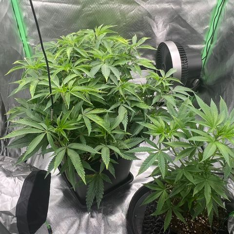 Permanent Marker II growlog timeline photo