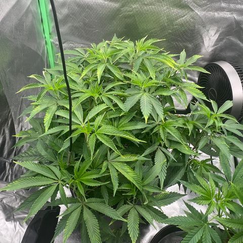 Permanent Marker II growlog timeline photo