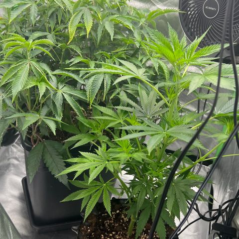 Permanent Marker II growlog timeline photo
