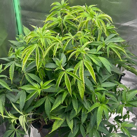 Permanent Marker II growlog timeline photo