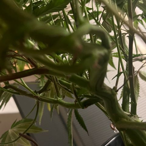 Permanent Marker II growlog timeline photo