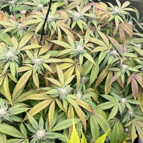 Permanent Marker II growlog timeline photo