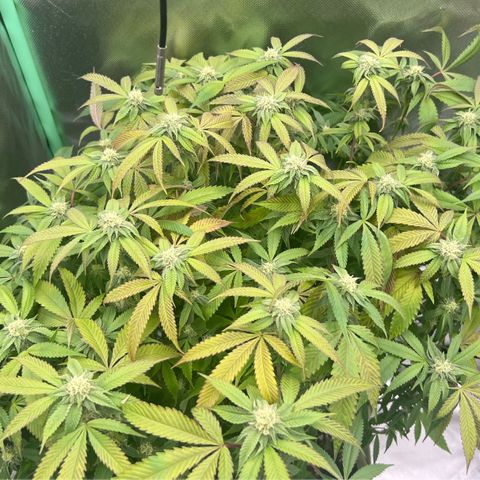 Permanent Marker II growlog timeline photo