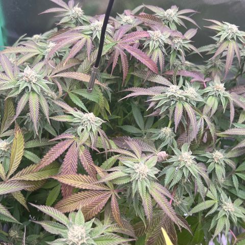 Permanent Marker II growlog timeline photo