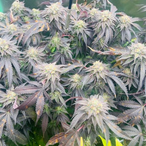 Permanent Marker II growlog timeline photo
