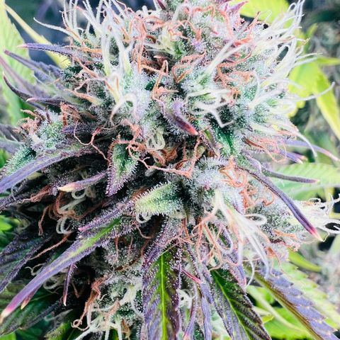 Permanent Marker II growlog timeline photo