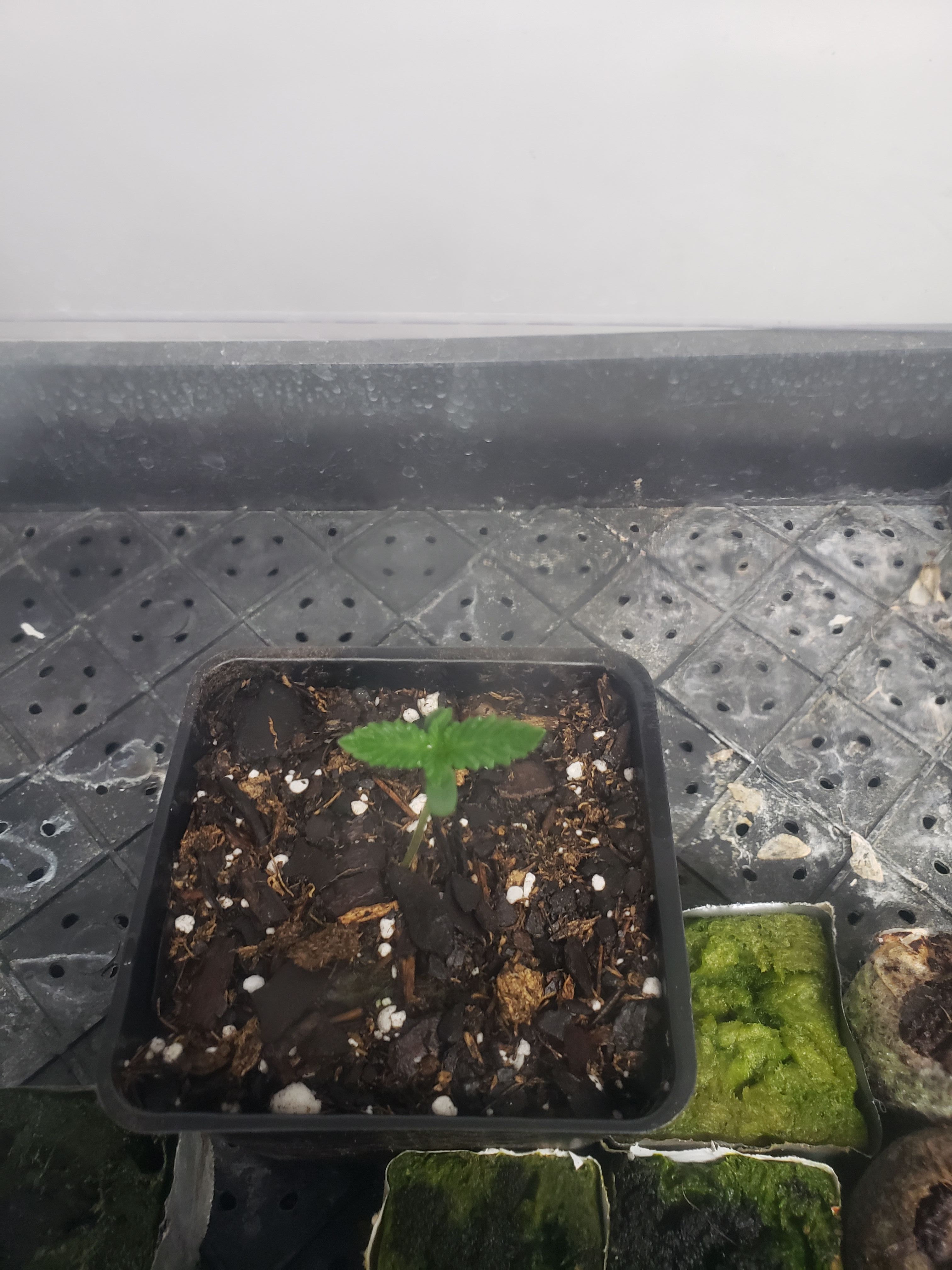 Bag seed 2 growlog header
