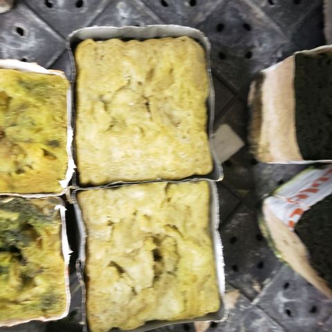 Bag seed 2 growlog photo