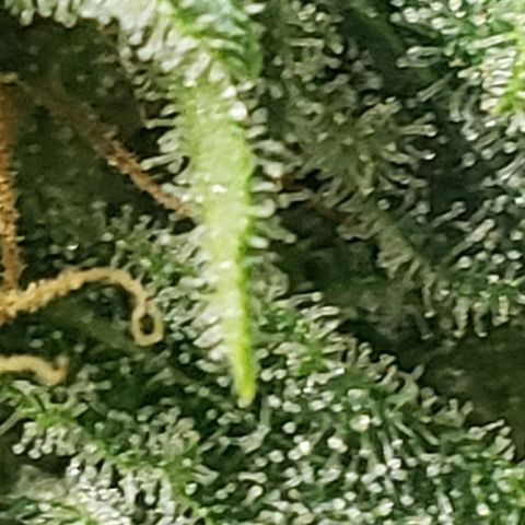 Unknown auto 1 growlog timeline photo