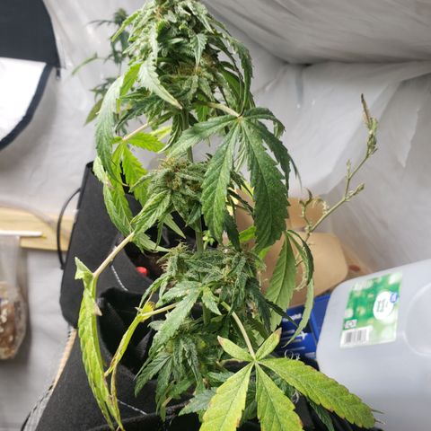 Unknown auto 1 growlog timeline photo