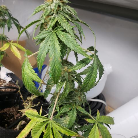 Unknown auto 1 growlog timeline photo