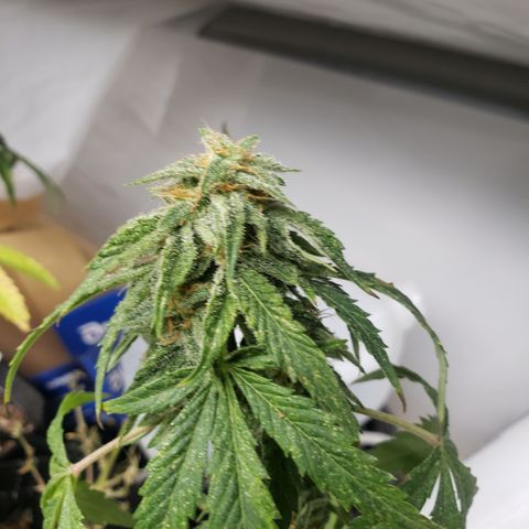 Unknown auto 1 growlog timeline photo