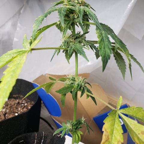 Unknown auto 2 growlog timeline photo