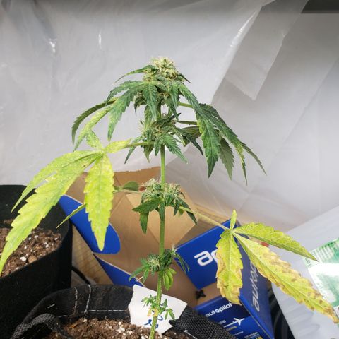 Unknown auto 2 growlog timeline photo
