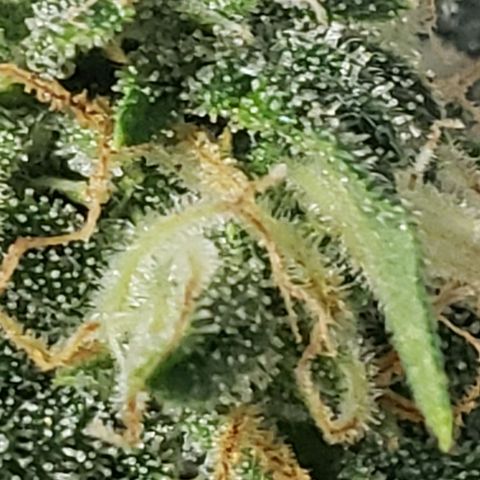 Unknown auto 2 growlog timeline photo
