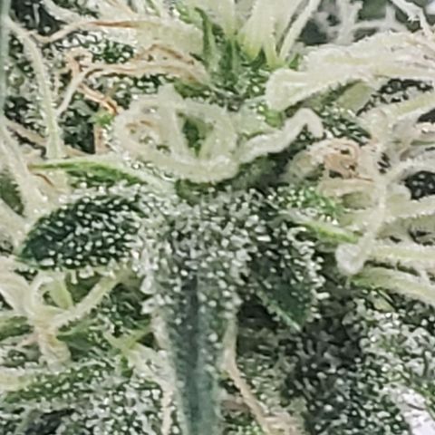 Unknown auto 3 growlog timeline photo