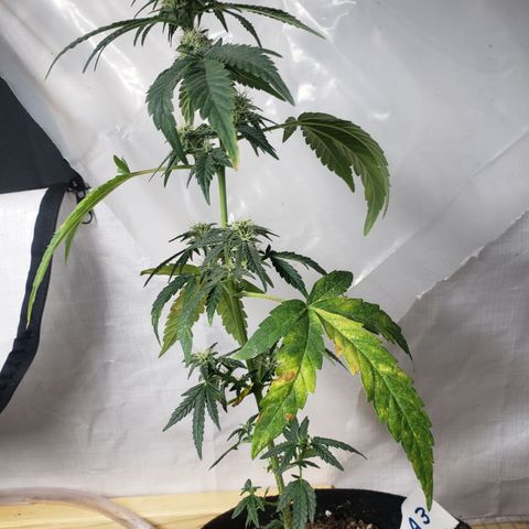 Unknown auto 3 growlog timeline photo