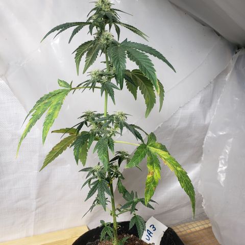 Unknown auto 3 growlog timeline photo