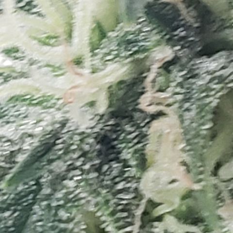 Unknown auto 3 growlog timeline photo