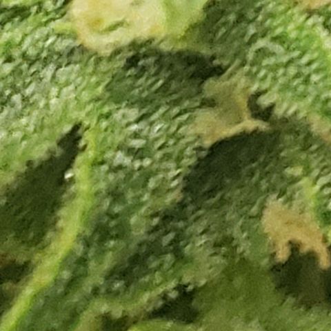Unknown auto 4 growlog timeline photo