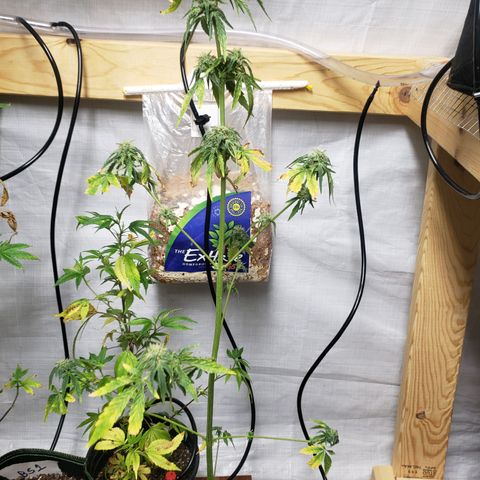 Unknown auto 4 growlog timeline photo