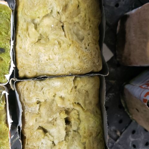 Bag seed 2 growlog photo