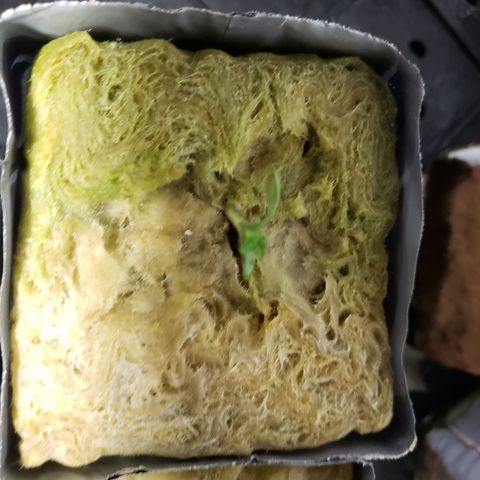Bag seed 2 growlog photo