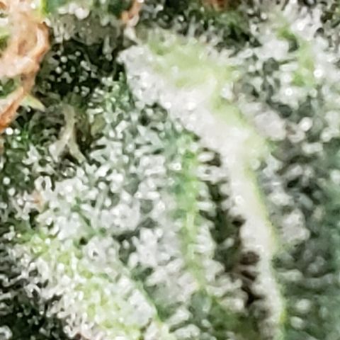 Unknown auto 1 growlog timeline photo