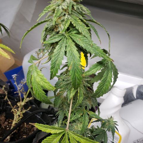 Unknown auto 1 growlog timeline photo