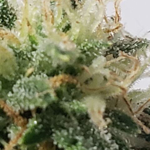 Unknown auto 2 growlog timeline photo