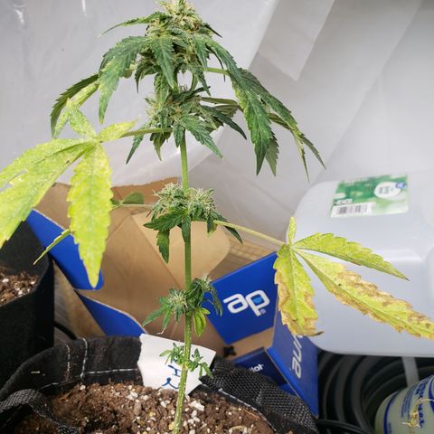 Unknown auto 2 growlog timeline photo