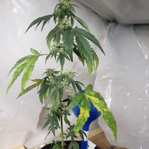 Unknown auto 3 growlog timeline photo