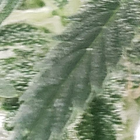 Unknown auto 3 growlog timeline photo