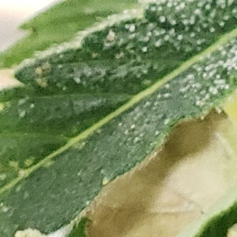 Unknown auto 4 growlog timeline photo