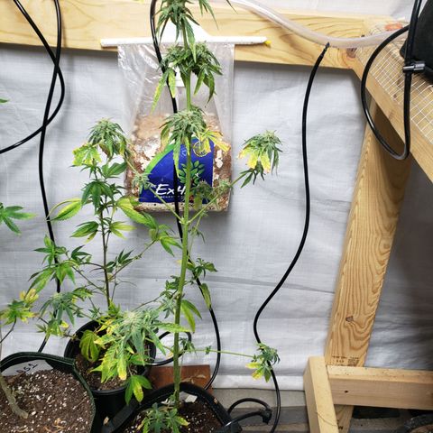 Unknown auto 4 growlog timeline photo
