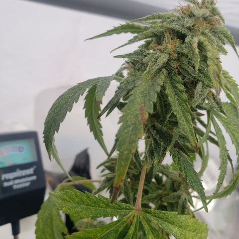Unknown auto 1 growlog timeline photo