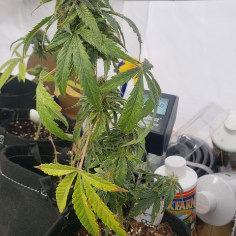 Unknown auto 1 growlog timeline photo