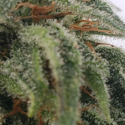 Unknown auto 1 growlog timeline photo