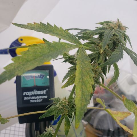 Unknown auto 2 growlog timeline photo