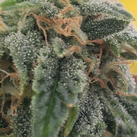 Unknown auto 2 growlog timeline photo