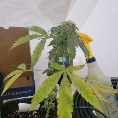 Unknown auto 2 growlog timeline photo