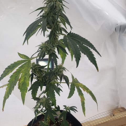 Unknown auto 3 growlog timeline photo