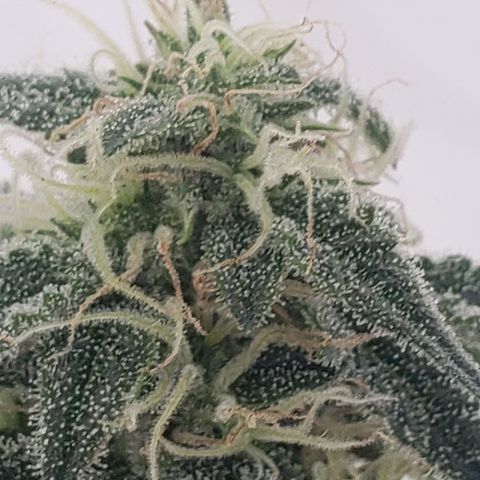 Unknown auto 3 growlog timeline photo
