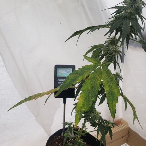 Unknown auto 3 growlog timeline photo